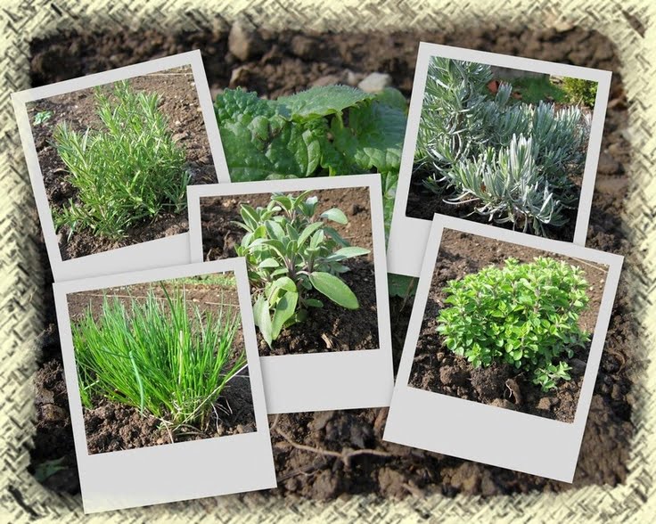 Anvisa fitoterapia tradicional