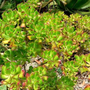 álsamo, planta medicinal