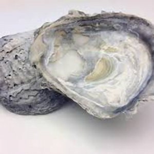 O Cálcio de Ostra é um fitoterápico de origem animal.