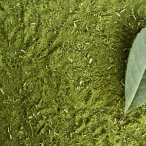 Erva Mate Planta Medicinal