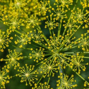 Erva Doce é uma planta medicinal harmonizadora.