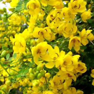 O fedegoso é uma das plantas medicinais ais indicadas para constipação.