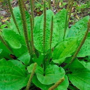 Tansagem, uma das plantas medicinais que auxiliam a parar de fumar.