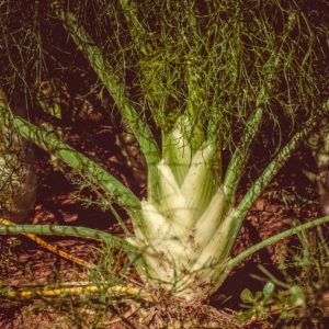 Funcho Plantas Medicinais