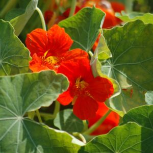 Capuchinha planta medicinal