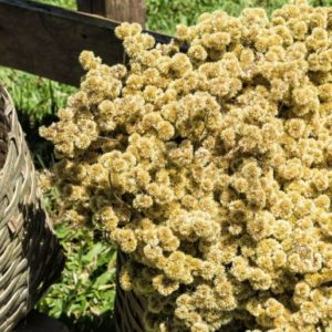 Macela, uma das plantas medicinais protetoras do DNA.