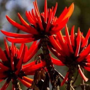 Uma das plantas medicinais mais benéficas para o sistema nervoso.