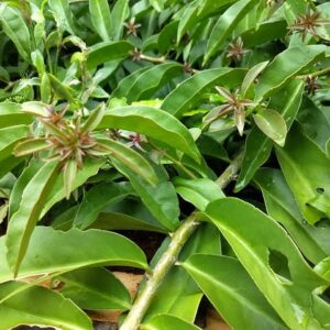 A Ora-Pro-Nóbis é uma das plantas medicinais nutritivas.