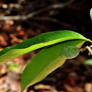 Uxi Amarelo é uma das plantas medicinais que tratam miomas