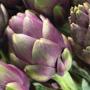 Alcachofra. planta medicinal digestiva.