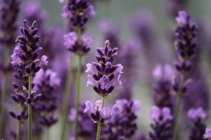 Lavanda é uma das plantas medicinais utilizada na aromaterapia para ajudar a dormir bem