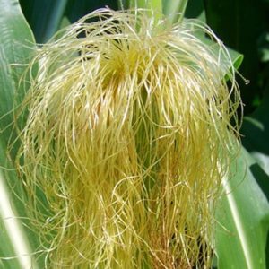 O cabelo de milho é uma planta medicinal diurética.