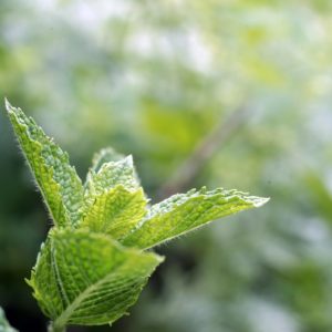 Hortelã-pimenta, uma das plantas medicinais amiga da digestão