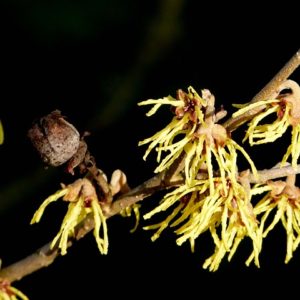 Hamamélis, planta medicinal venotrópica.