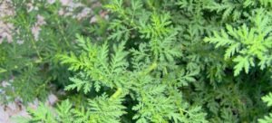 A artemísia é uma erva medicinal que auxilia a saúde da mulher.