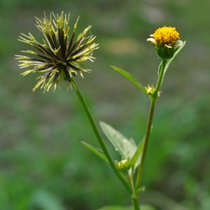 Uma planta medicinal amiga do fígado. para melhorar a visão