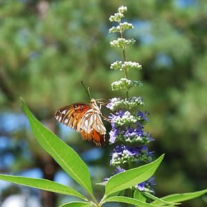 Agnocasto é uma planta medicinal repositora hormonal.