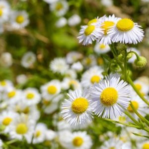 A camomila é uma das plantas medicinais para o estômago.