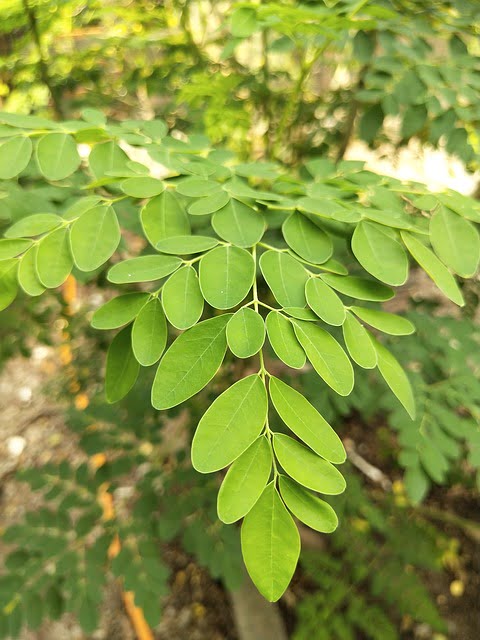 Moringa é considerada uma super-erva