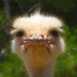 Remédio amargo cura?