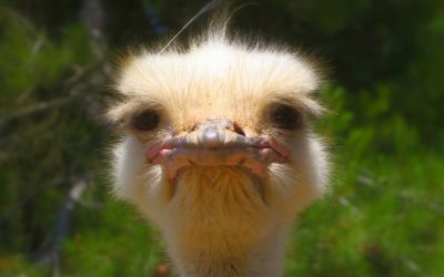 Remédio amargo cura?