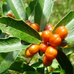 Espinheira Santa é uma das plantas medicinais que protegem o estômago.