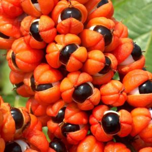 Guaraná, planta medicinal estimulante.