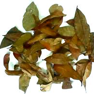 Pedra Ume Caá, planta medicinal para tratar diabetes.