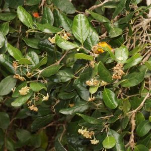 O Boldo do Chile é uma das plantas medicinais digestivas.