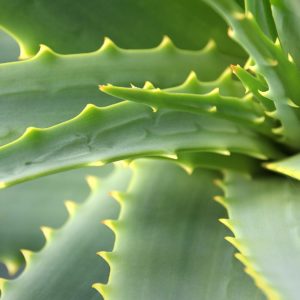 A babosa é uma planta medicinal de uso externo