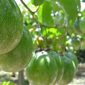 Passiflora, planta medicinal calmante.