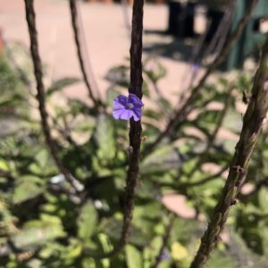 O gervão é uma das melhores plantas medicinais para questões pulmonares e estomacais.