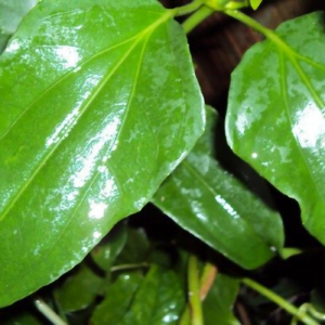 Guaco, uma planta medicinal para questões respiratórias.