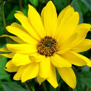 A arnica é uma planta medicinal vulnerária.