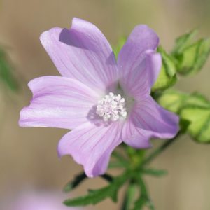Malva é uma das plantas medicinais para afecções da garganta