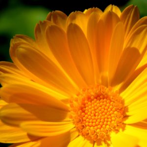 Calêndula Plantas Medicinais