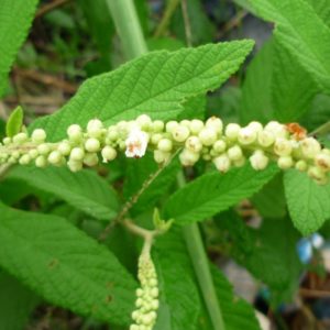 A Erva Baleeira é uma planta medicinal anti-inflamatória.