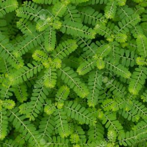 Quebra-pedra, planta medicinal diurética.