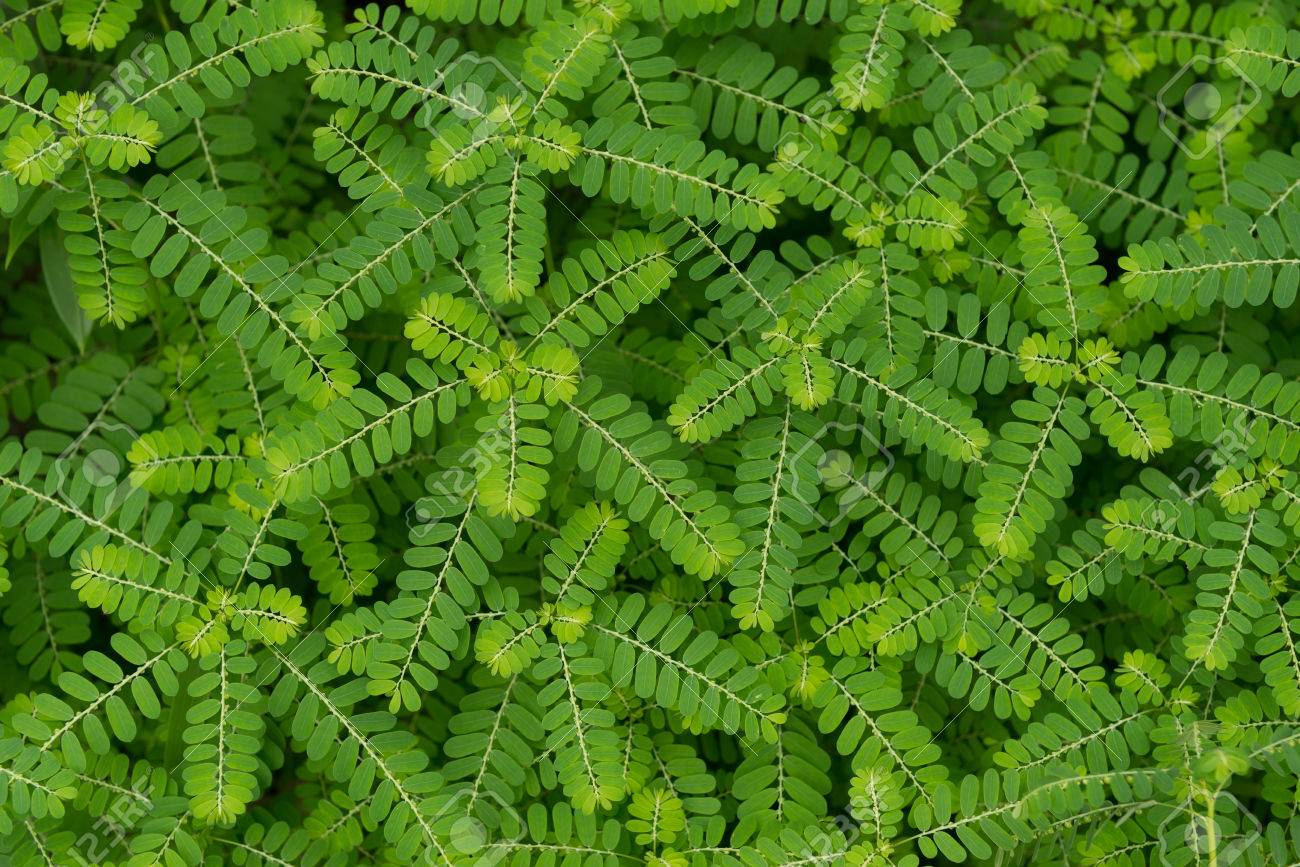 O Quebra-Pedra é uma das plantas Medicinais que devem ser evitadas na infância.