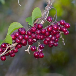 Salsaparrilha, planta medicinal estimulante.