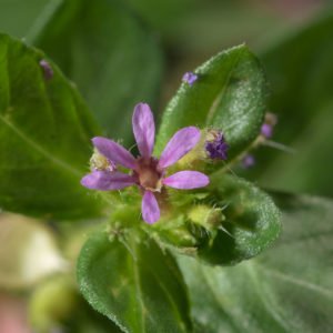 Sete sangrias, uma planta medicinal para a circulação.
