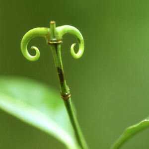 Unha de gato é uma das plantas medicinais que fortalecem a imunidade