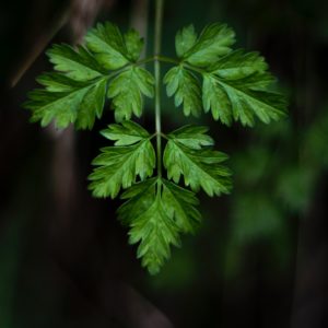 A salsa é uma planta medicinal e culinária.