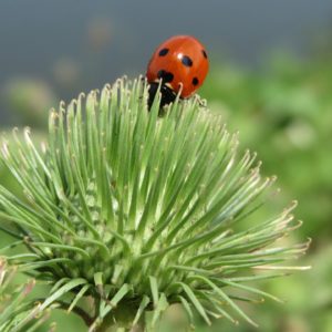 A bardana é uma das plantas medicinais purificadoras.