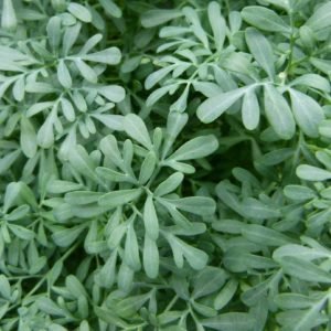 Arruda, planta medicinal energética.