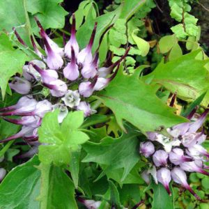 Garra do diabo, planta medicinal antiinflamatória