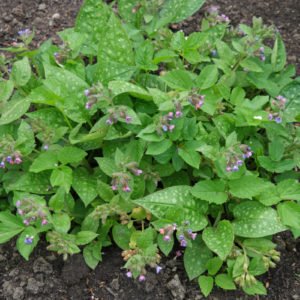 A pulmonária é uma planta medicinal para problemas nos pulmões.