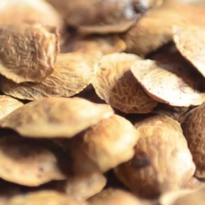 Umas das plantas medicinais para dores reumáticas