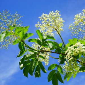 O sabugueiro é uma das plantas medicinais mais eficientes para tratar sarampo