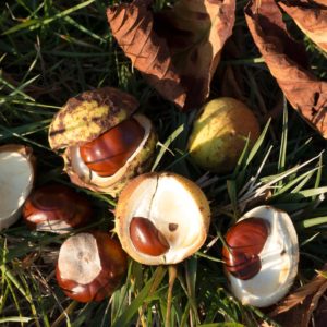 A Castanha da Índia é uma das plantas medicinais para a circulação.